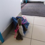 Notre mascotte P'tit Loup